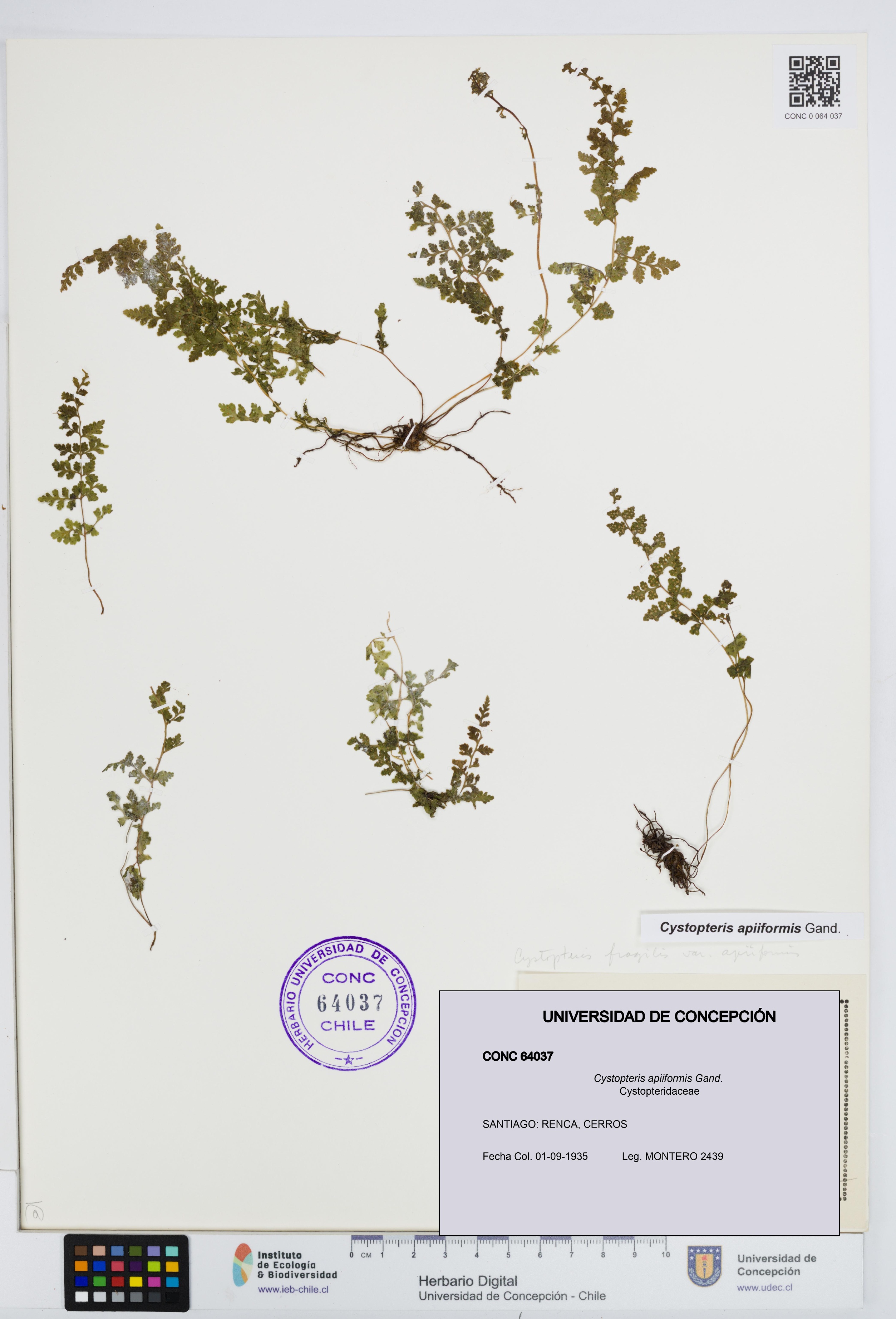 Cystopteris apiiformis [Espécimen: UDEC:CONC:0064037]