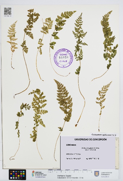 Cystopteris apiiformis [Espécimen: UDEC:CONC:0064038]