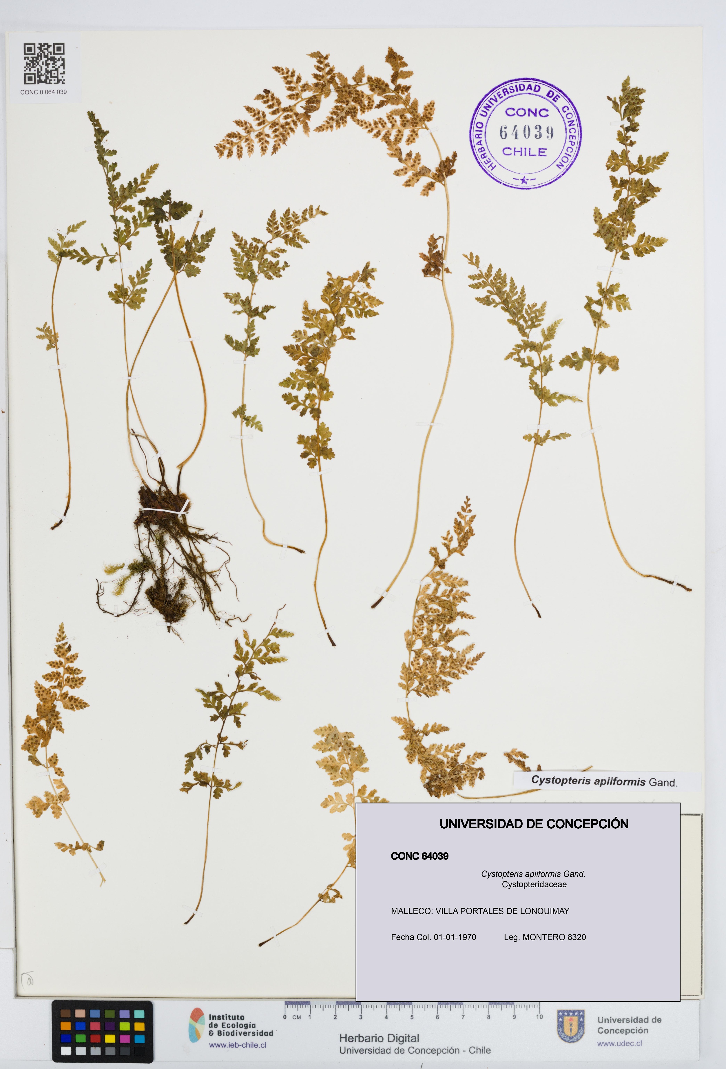 Cystopteris apiiformis [Espécimen: UDEC:CONC:0064039]