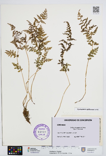 Cystopteris apiiformis [Espécimen: UDEC:CONC:0064040]