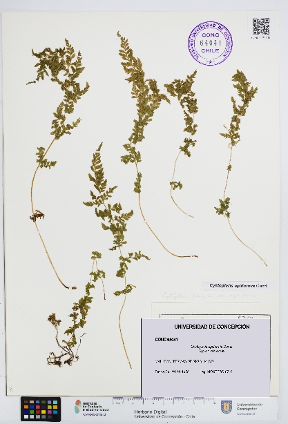 Cystopteris apiiformis [Espécimen: UDEC:CONC:0064041]