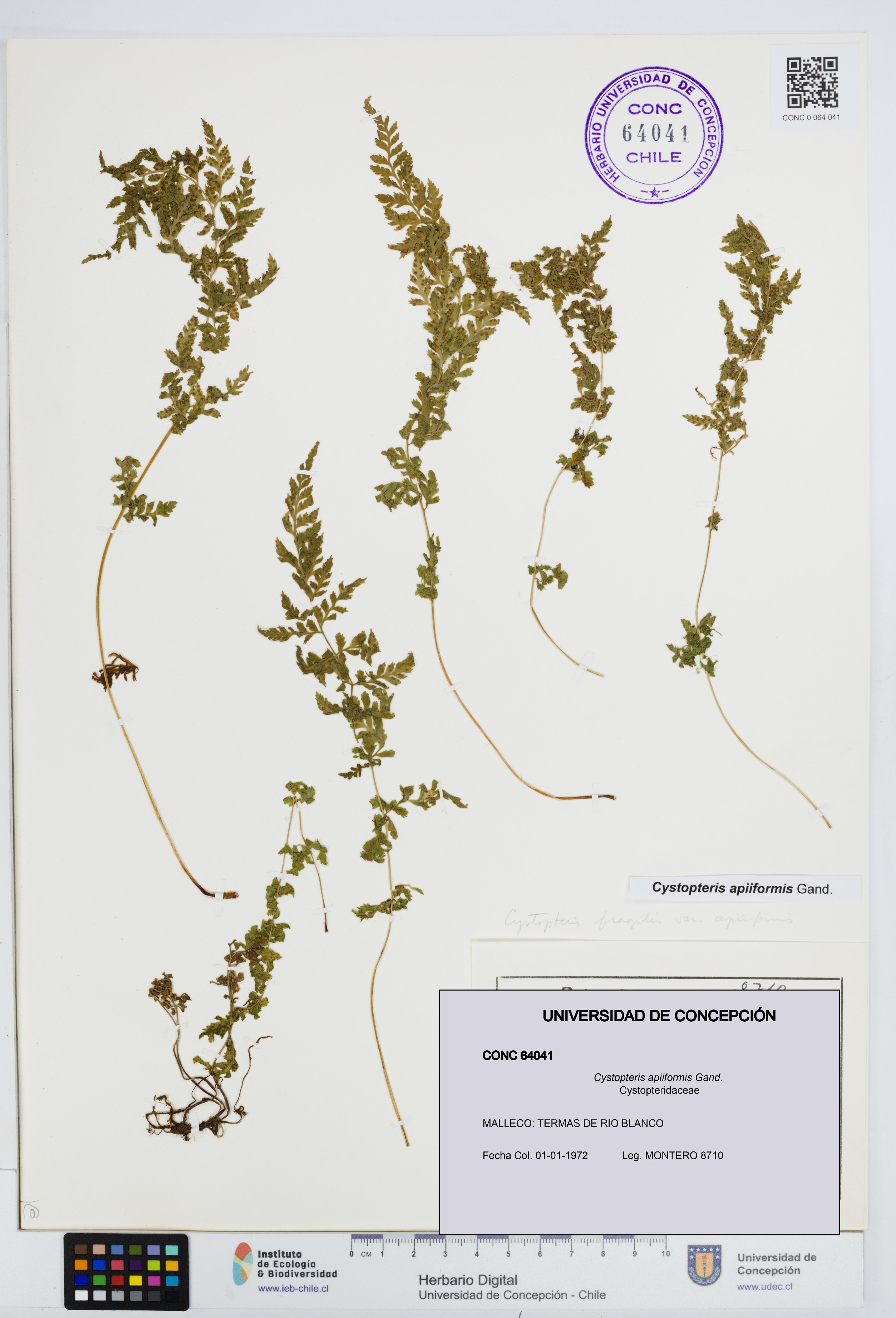 Cystopteris apiiformis [Espécimen: UDEC:CONC:0064041]