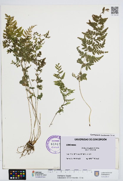 Cystopteris apiiformis [Espécimen: UDEC:CONC:0064042]