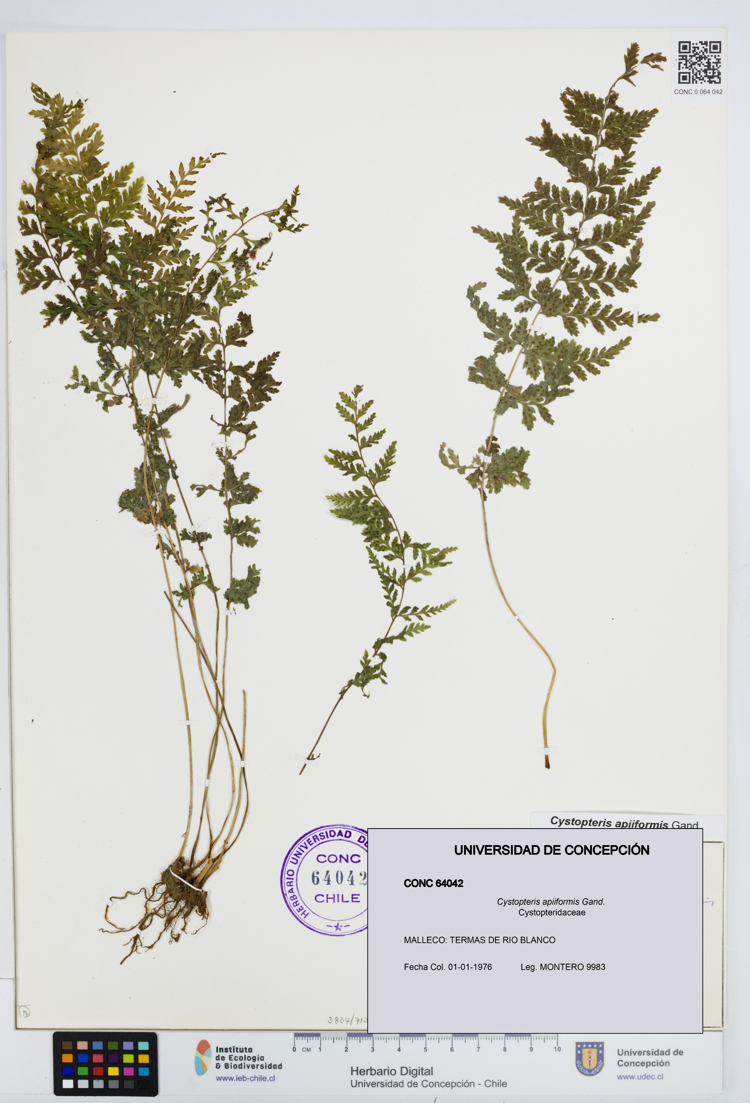 Cystopteris apiiformis [Espécimen: UDEC:CONC:0064042]