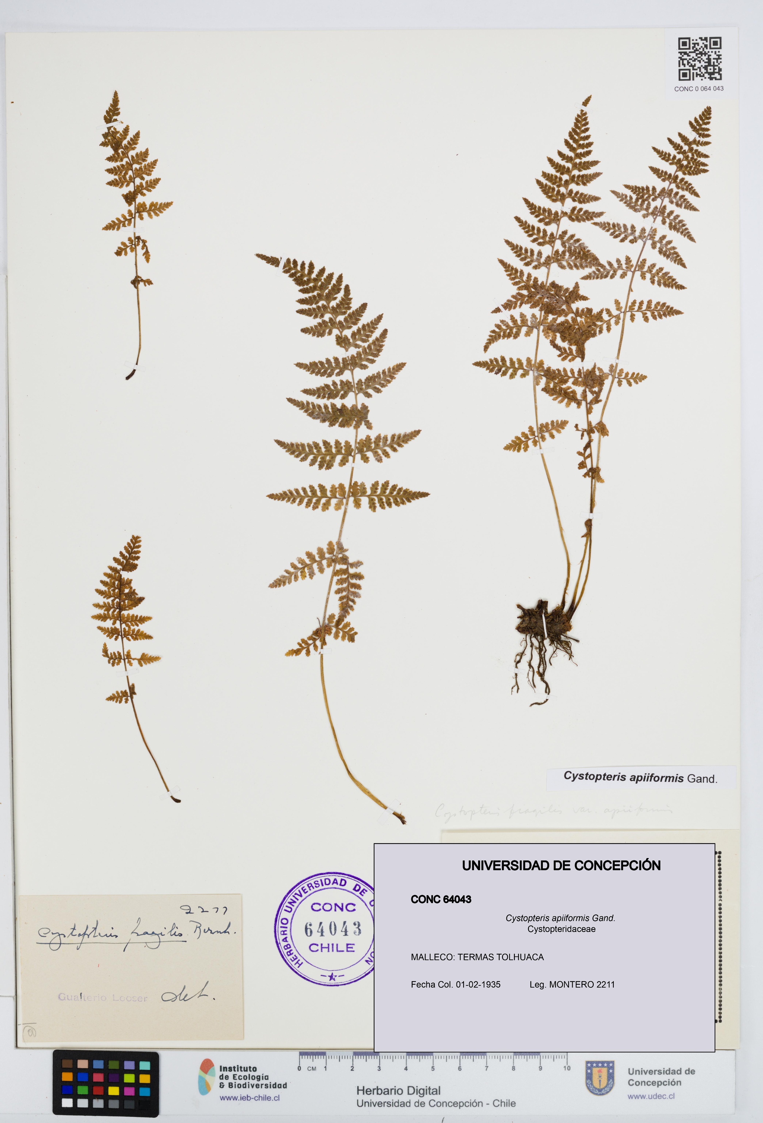 Cystopteris apiiformis [Espécimen: UDEC:CONC:0064043]