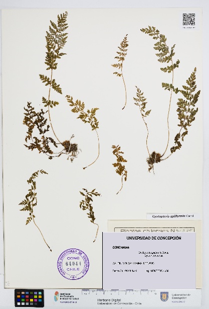 Cystopteris apiiformis [Espécimen: UDEC:CONC:0064044]
