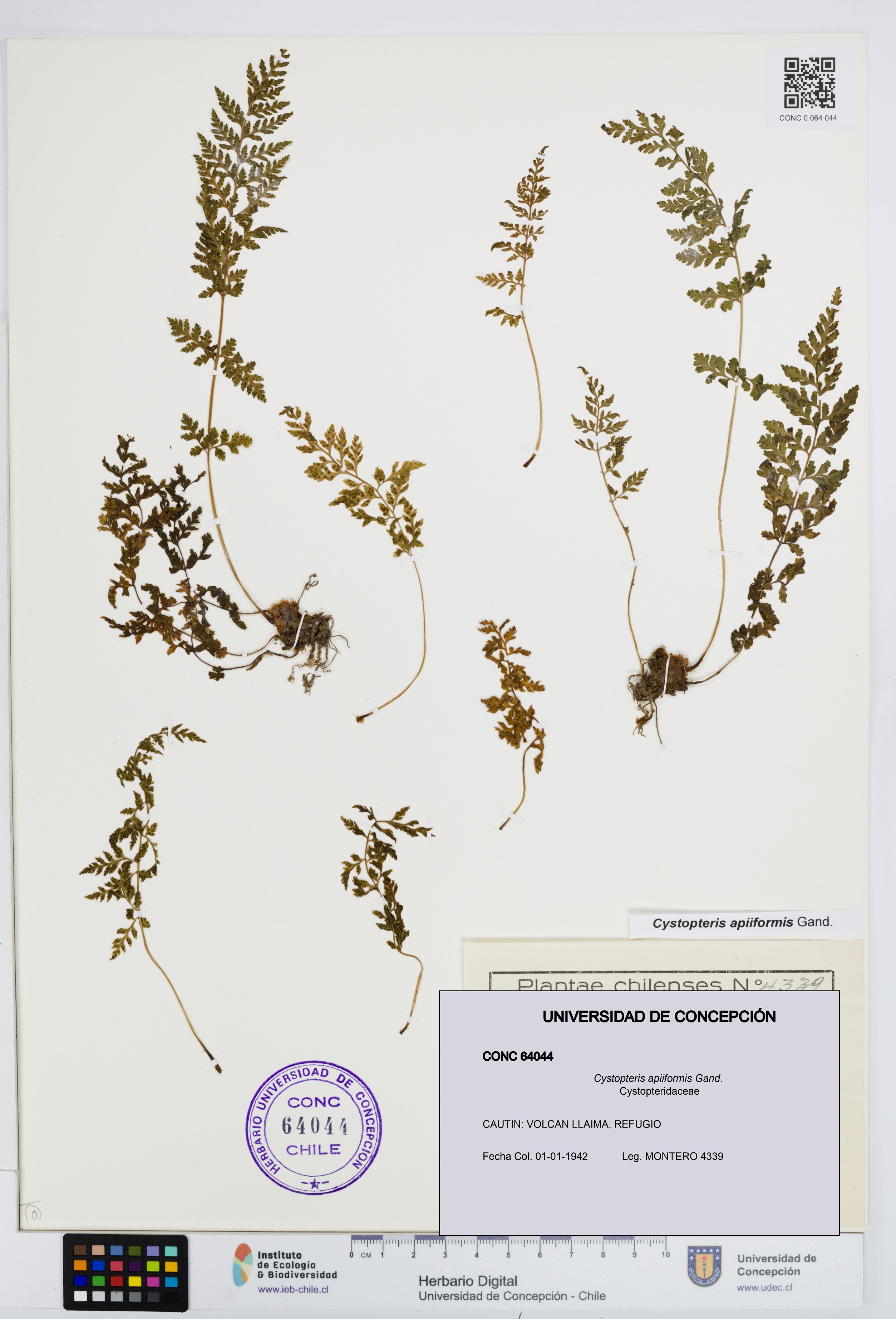 Cystopteris apiiformis [Espécimen: UDEC:CONC:0064044]