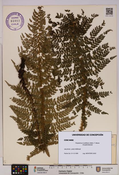 Polystichum multifidum [Espécimen: UDEC:CONC:0064082]