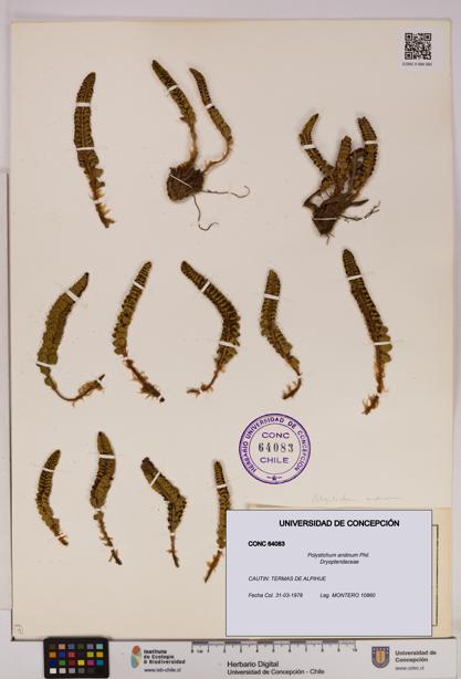 Polystichum andinum [Espécimen: UDEC:CONC:0064083]