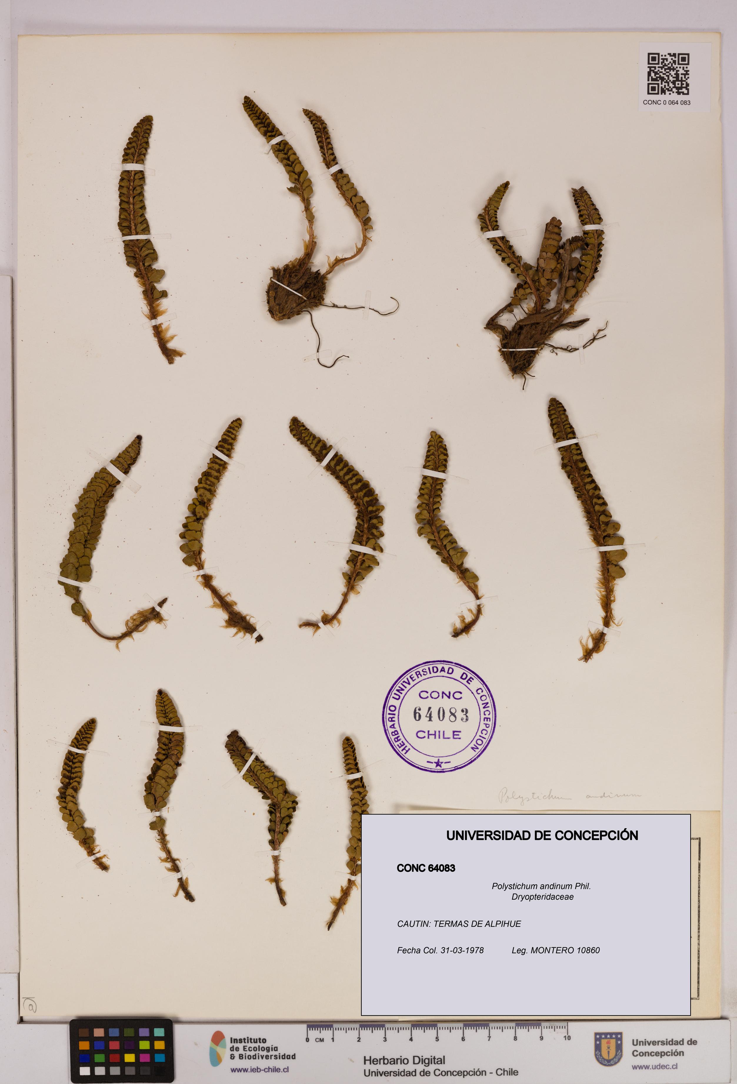 Polystichum andinum [Espécimen: UDEC:CONC:0064083]