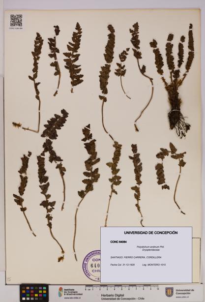 Polystichum andinum [Espécimen: UDEC:CONC:0064084]