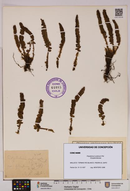Polystichum andinum [Espécimen: UDEC:CONC:0064085]