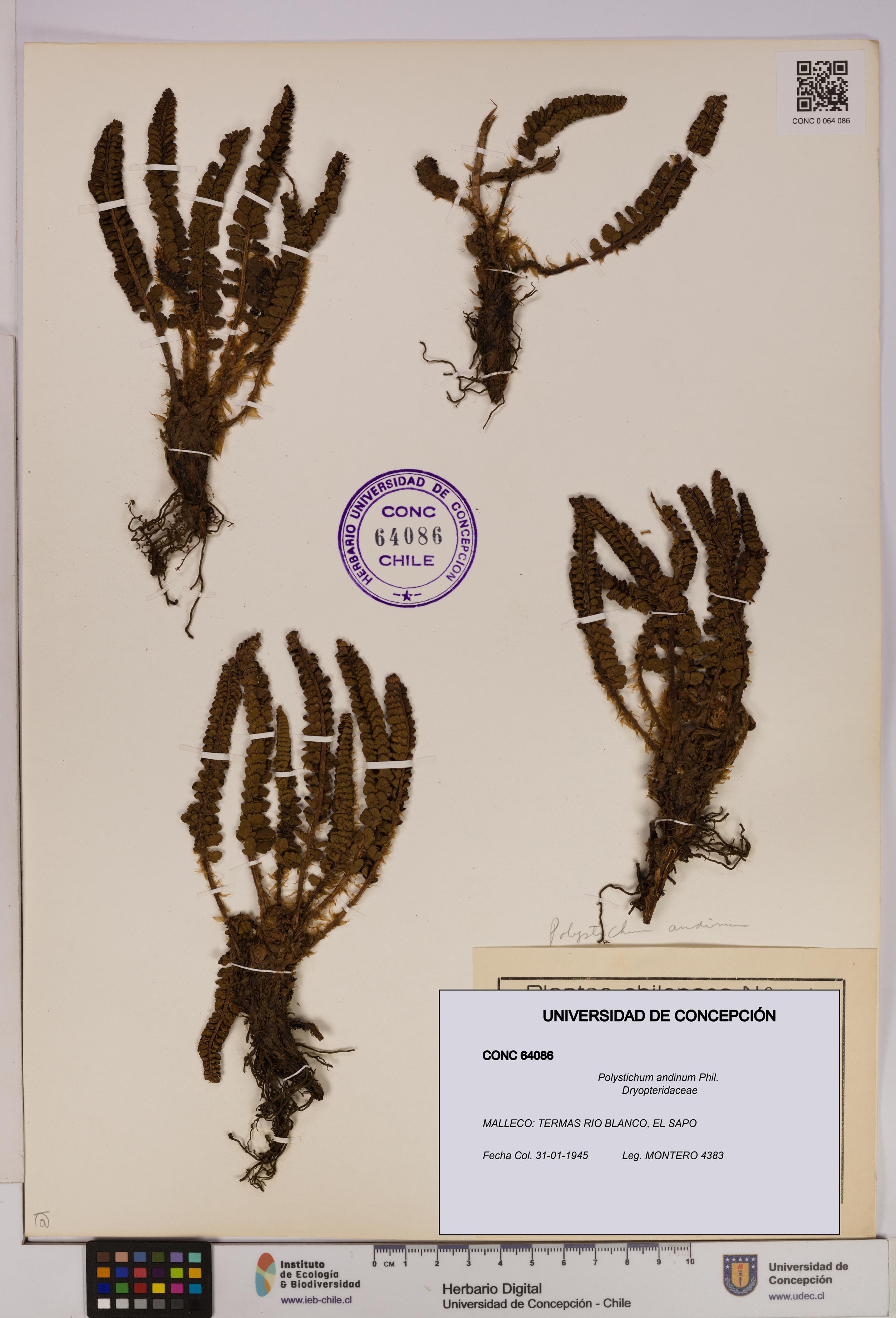 Polystichum andinum [Espécimen: UDEC:CONC:0064086]