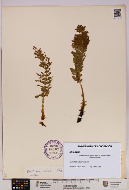 Polystichum plicatum [Espécimen: UDEC:CONC:0064102]