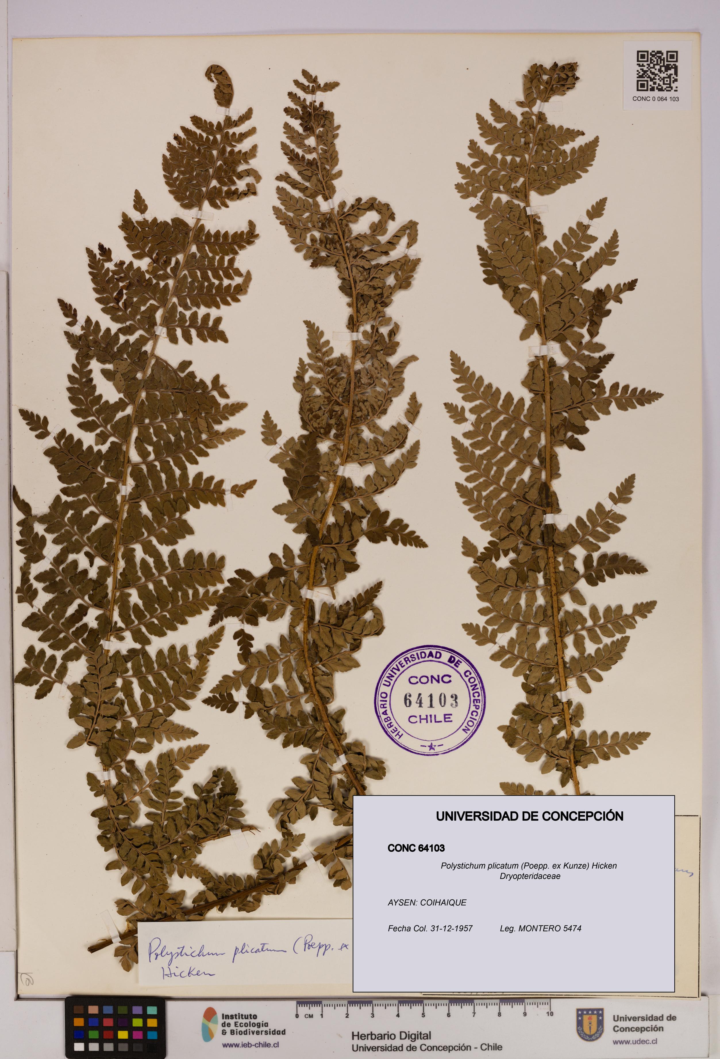 Polystichum plicatum [Espécimen: UDEC:CONC:0064103]