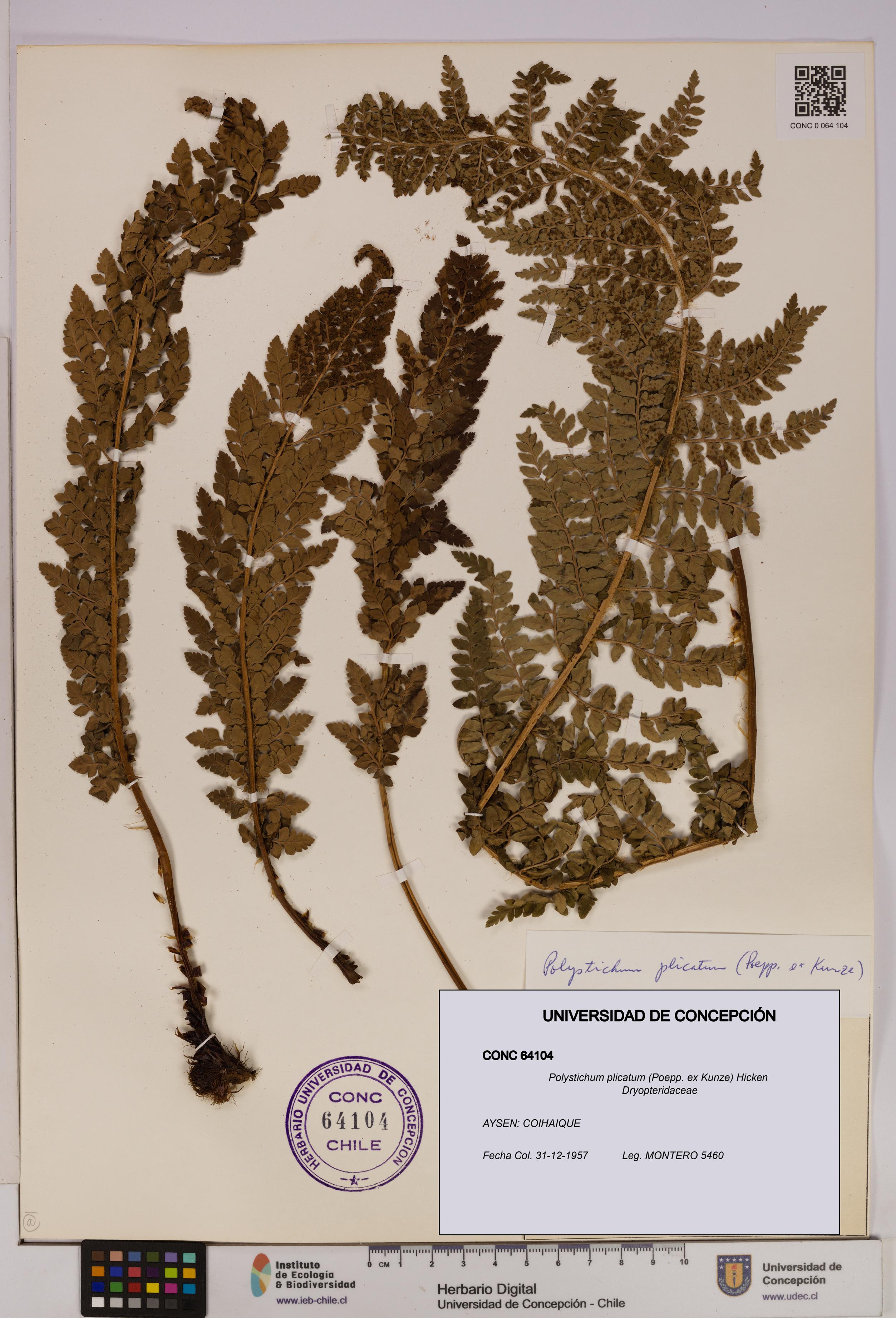 Polystichum plicatum [Espécimen: UDEC:CONC:0064104]