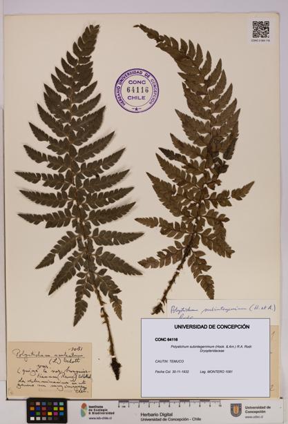 Polystichum subintegerrimum [Espécimen: UDEC:CONC:0064116]