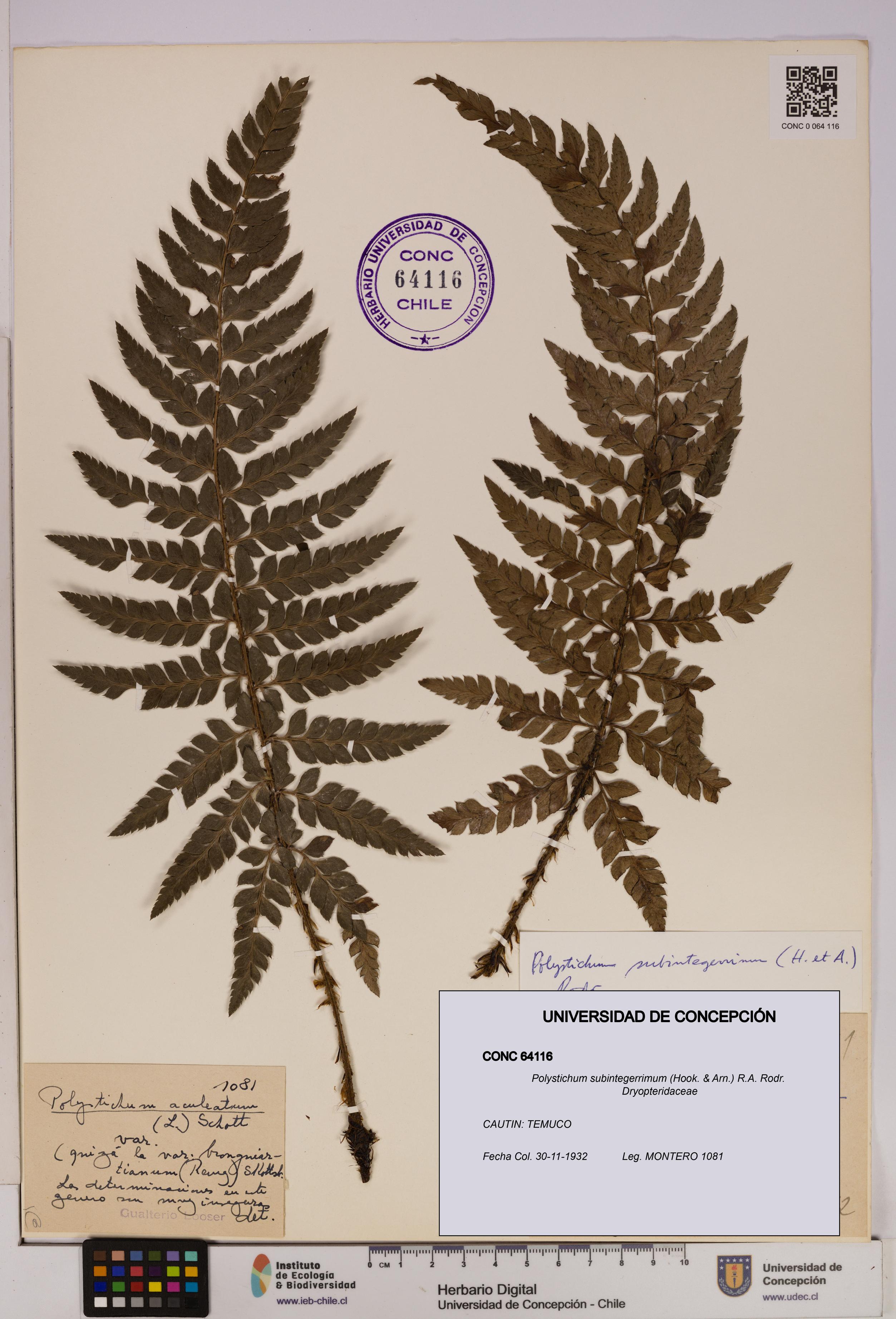 Polystichum subintegerrimum [Espécimen: UDEC:CONC:0064116]