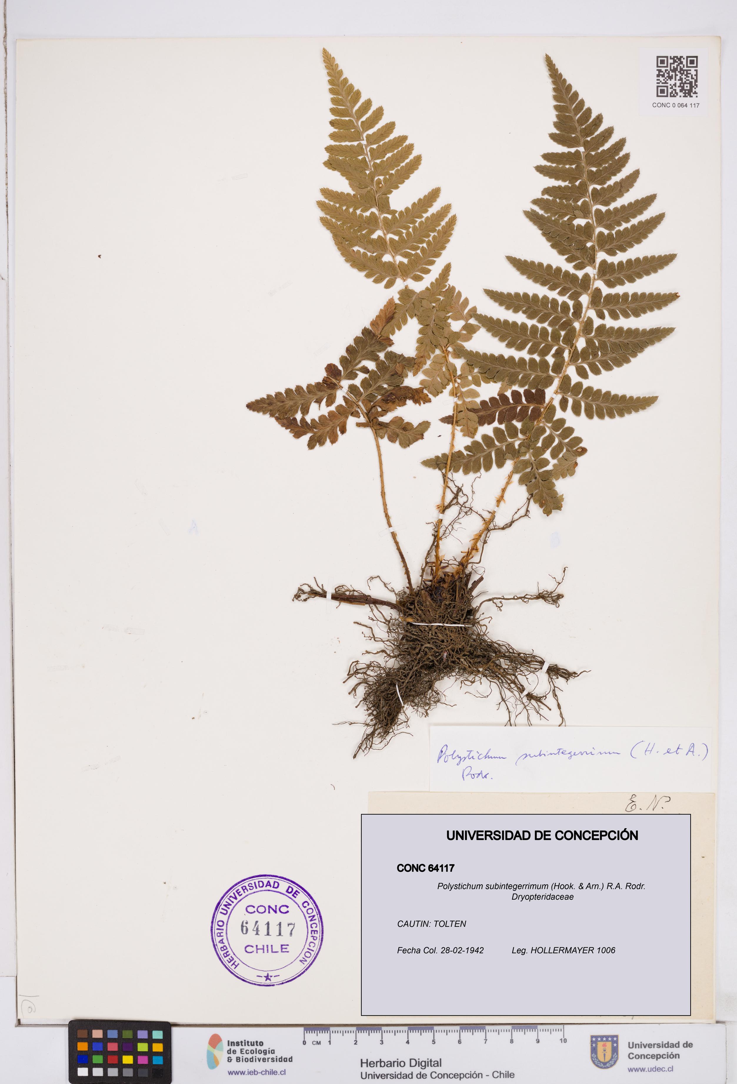 Polystichum subintegerrimum [Espécimen: ]