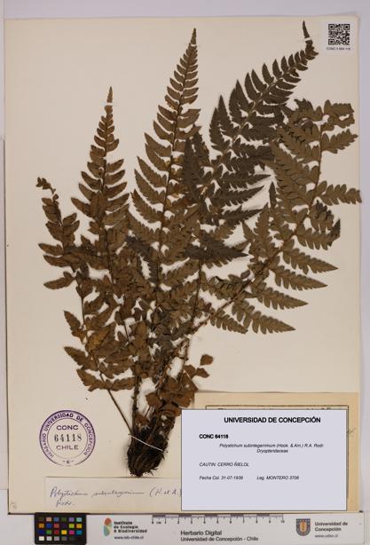 Polystichum subintegerrimum [Espécimen: UDEC:CONC:0064118]