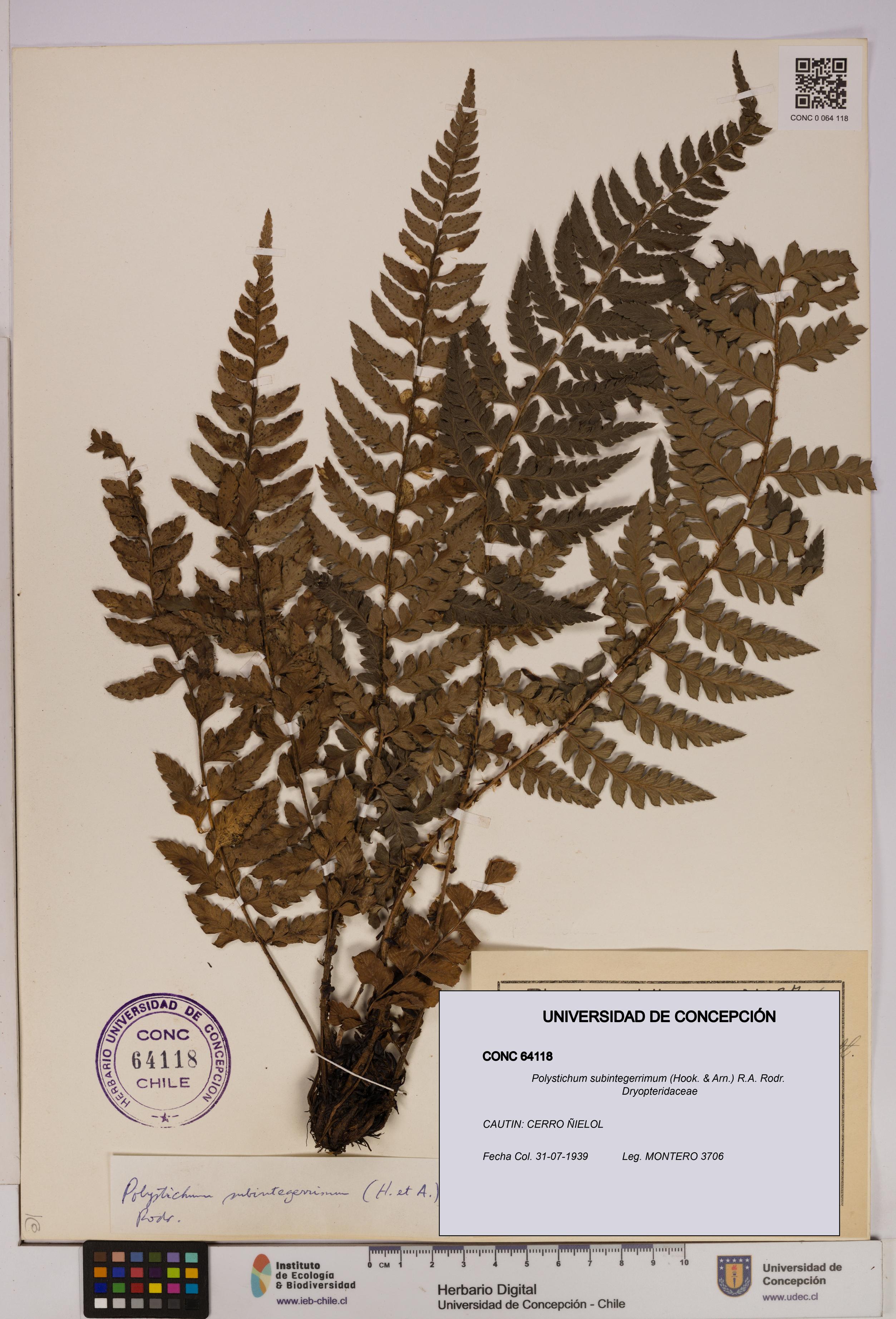 Polystichum subintegerrimum [Espécimen: UDEC:CONC:0064118]
