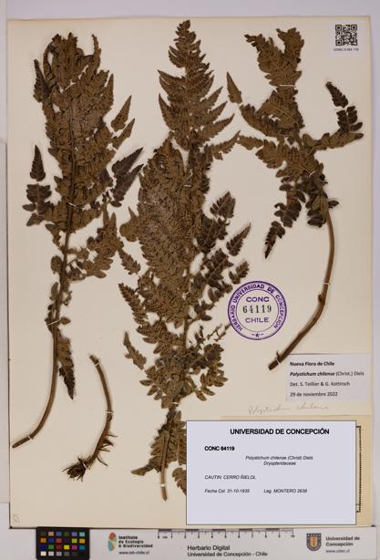 Polystichum chilense [Espécimen: UDEC:CONC:0064119]
