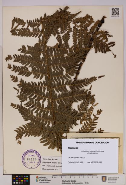 Polystichum chilense [Espécimen: UDEC:CONC:0064120]