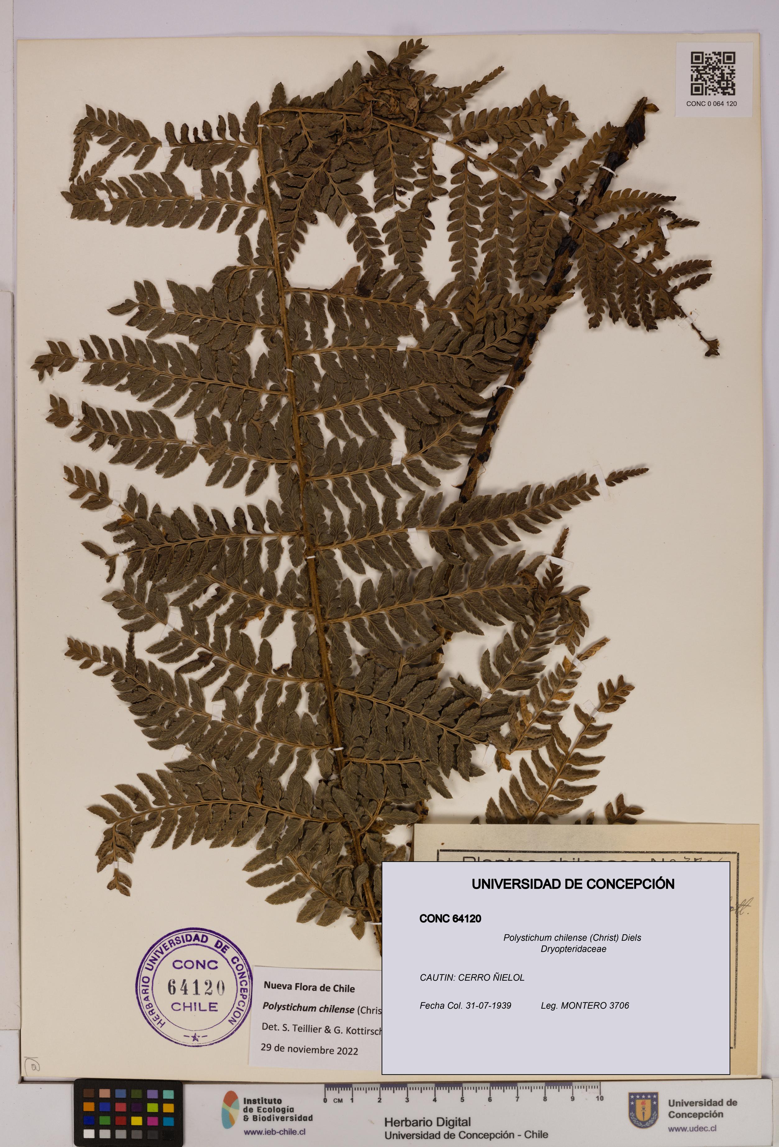Polystichum chilense [Espécimen: UDEC:CONC:0064120]