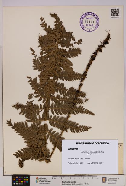 Polystichum chilense [Espécimen: UDEC:CONC:0064121]