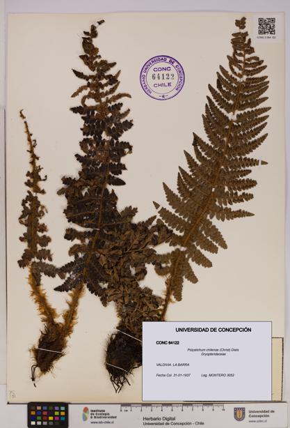 Polystichum chilense [Espécimen: UDEC:CONC:0064122]