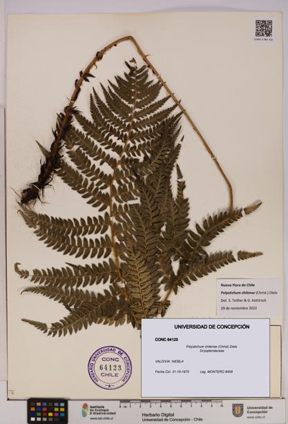 Polystichum chilense [Espécimen: UDEC:CONC:0064123]