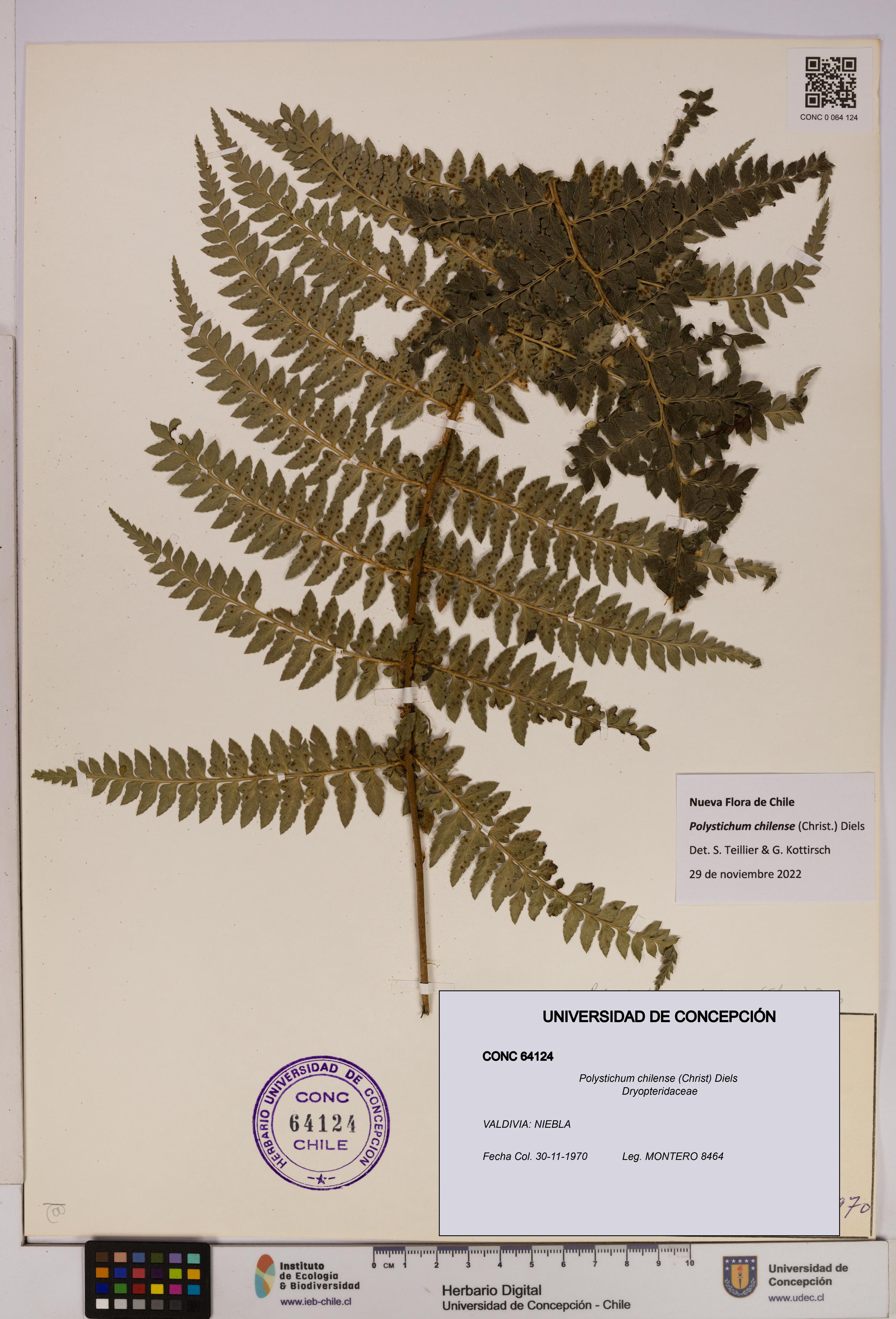 Polystichum chilense [Espécimen: UDEC:CONC:0064124]