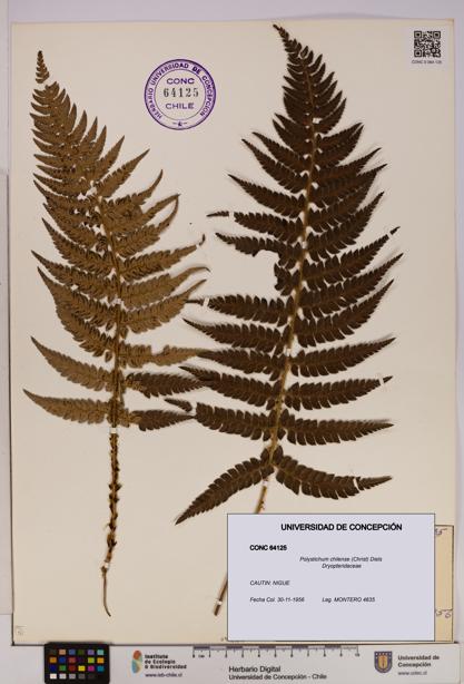 Polystichum chilense [Espécimen: UDEC:CONC:0064125]
