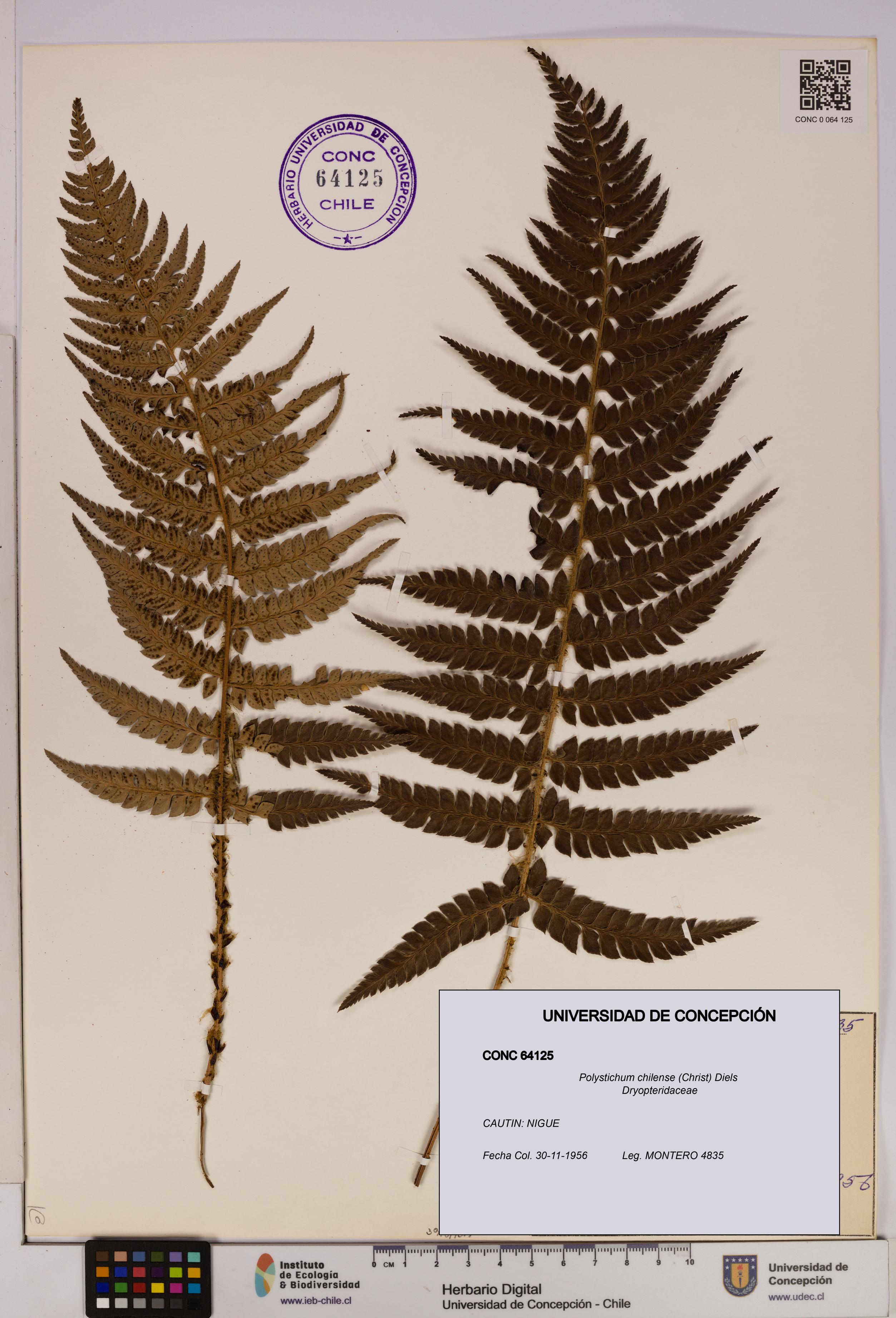 Polystichum chilense [Espécimen: UDEC:CONC:0064125]
