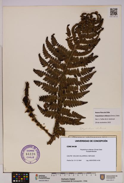Polystichum chilense [Espécimen: UDEC:CONC:0064126]