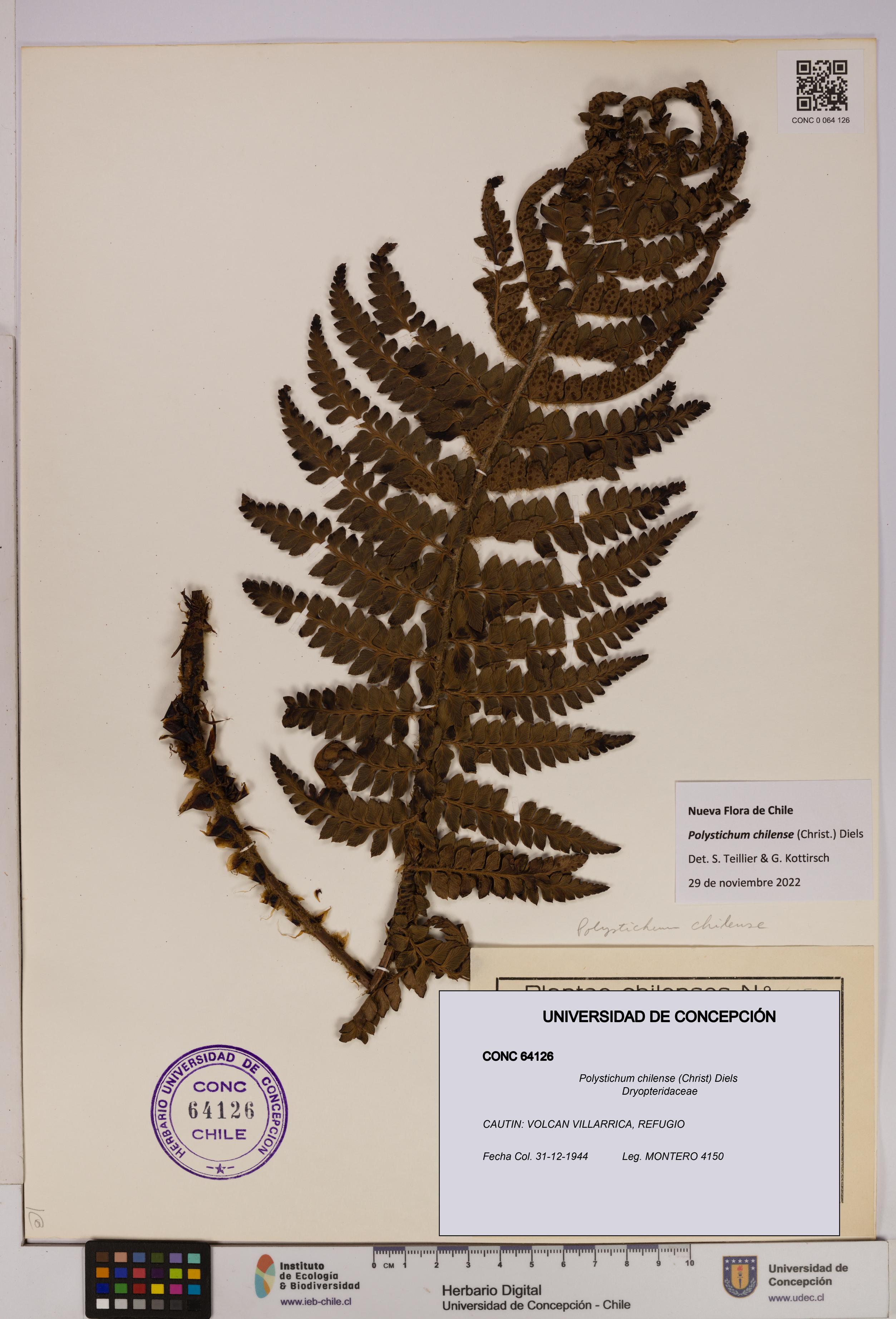 Polystichum chilense [Espécimen: UDEC:CONC:0064126]