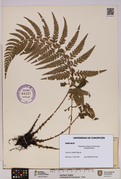 Polystichum chilense [Espécimen: UDEC:CONC:0064127]