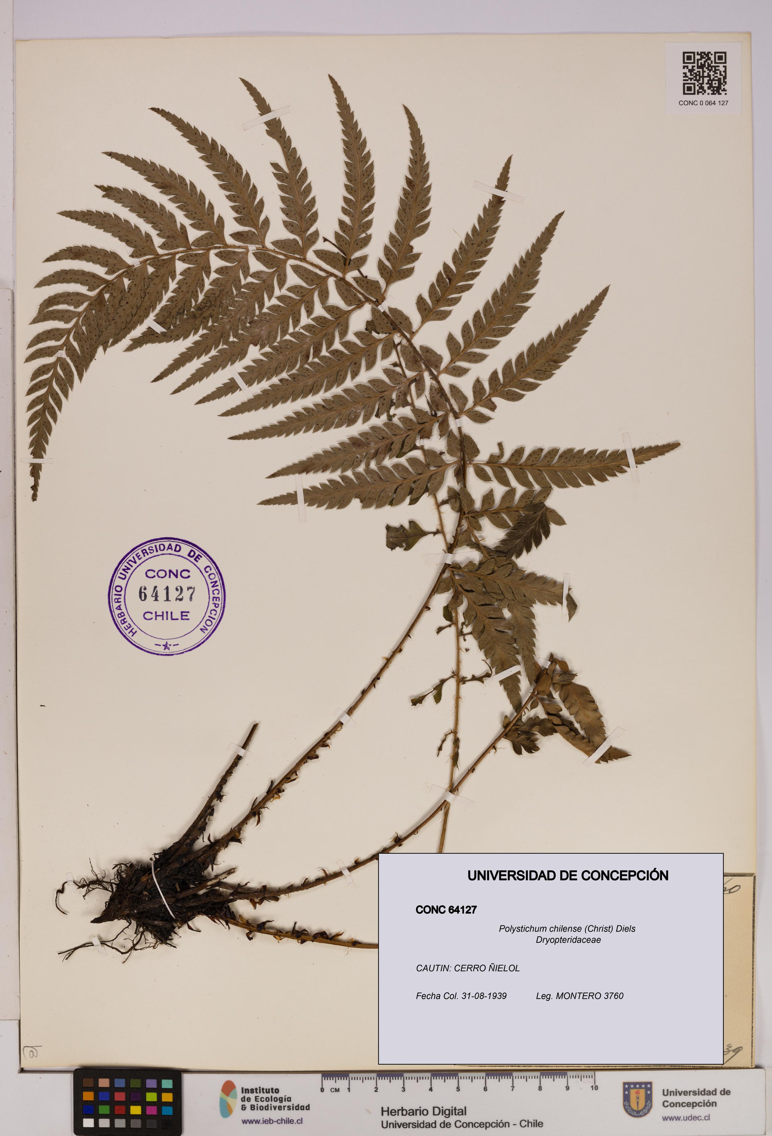 Polystichum chilense [Espécimen: UDEC:CONC:0064127]
