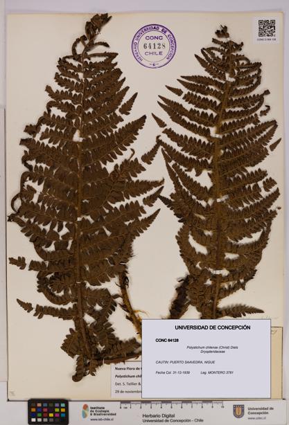Polystichum chilense [Espécimen: UDEC:CONC:0064128]