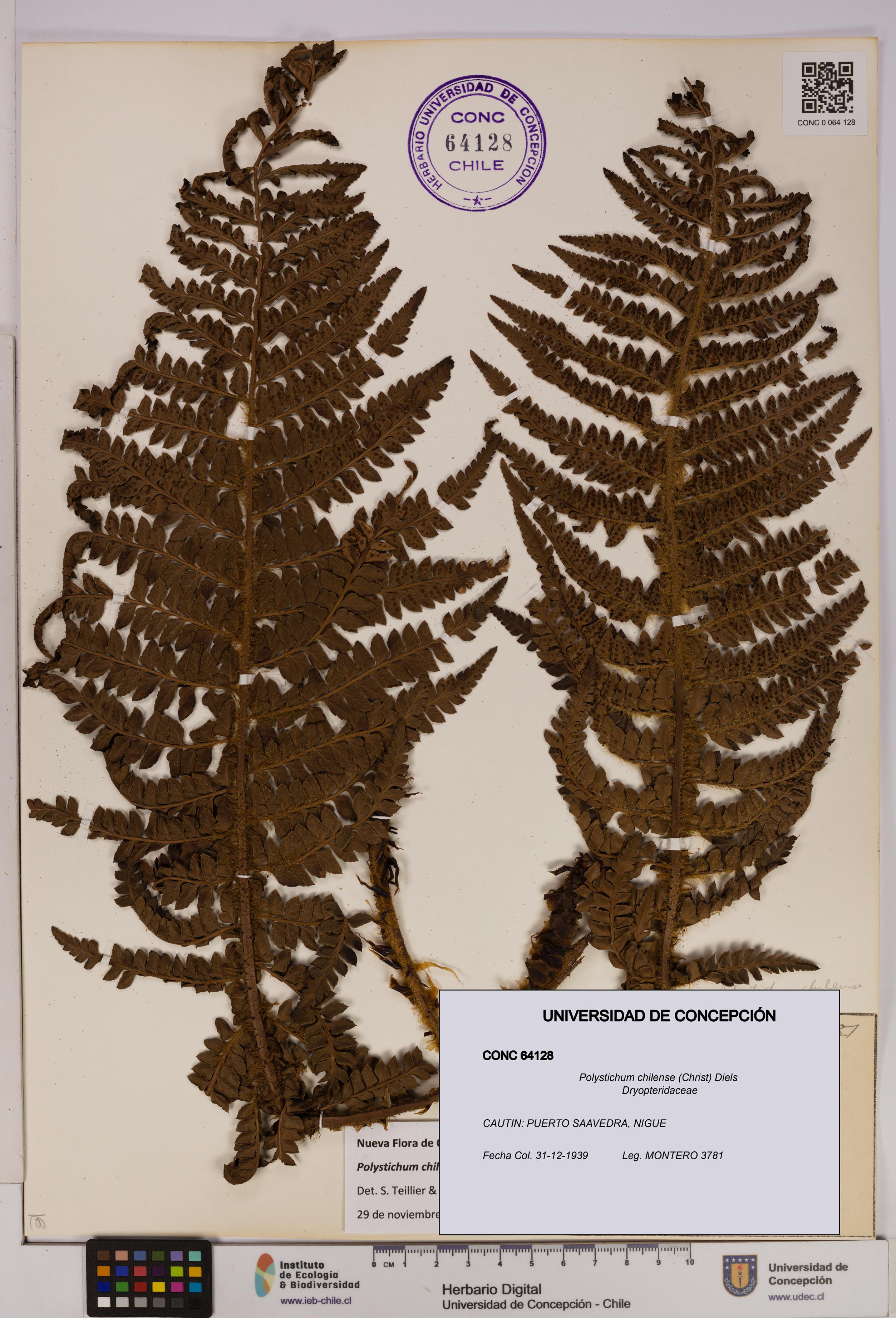 Polystichum chilense [Espécimen: UDEC:CONC:0064128]