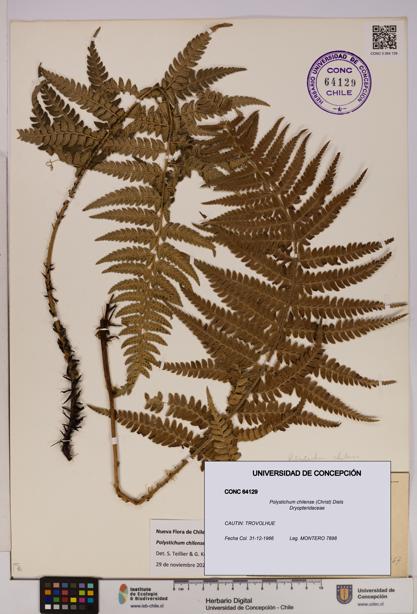 Polystichum chilense [Espécimen: UDEC:CONC:0064129]