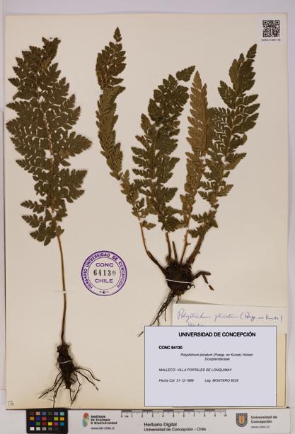 Polystichum plicatum [Espécimen: UDEC:CONC:0064130]