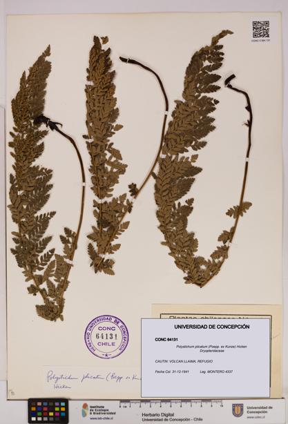 Polystichum plicatum [Espécimen: UDEC:CONC:0064131]