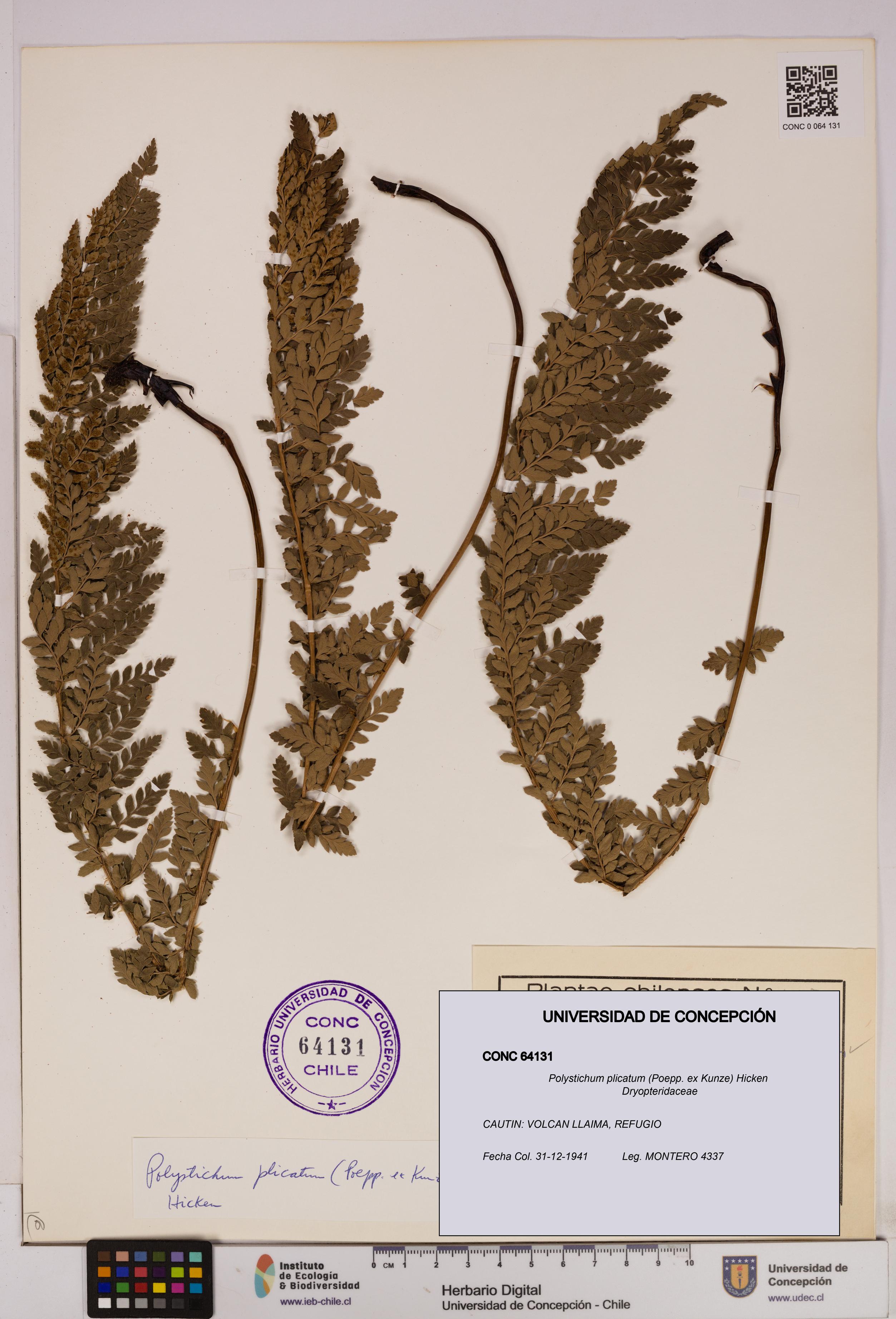 Polystichum plicatum [Espécimen: UDEC:CONC:0064131]