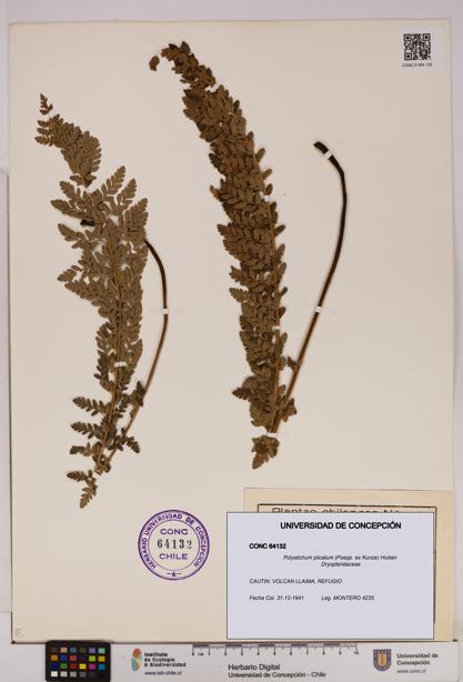 Polystichum plicatum [Espécimen: UDEC:CONC:0064132]