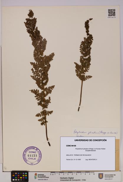 Polystichum plicatum [Espécimen: UDEC:CONC:0064133]