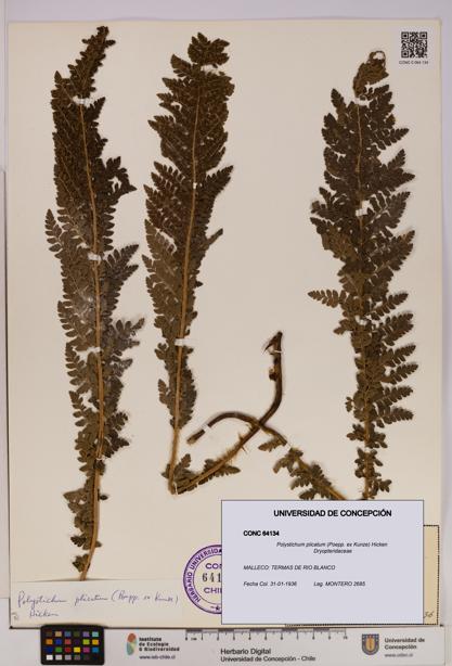 Polystichum plicatum [Espécimen: UDEC:CONC:0064134]