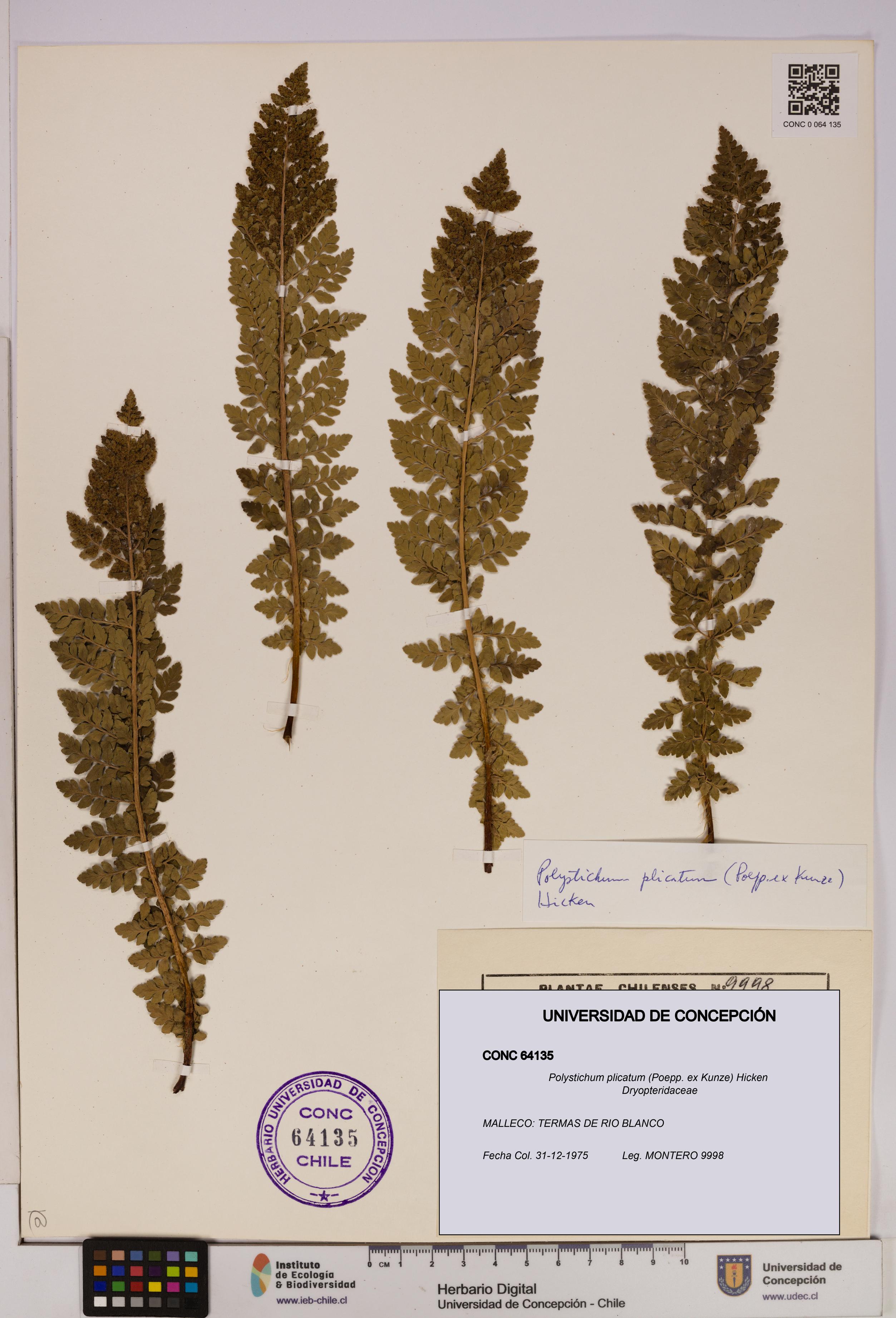 Polystichum plicatum [Espécimen: UDEC:CONC:0064135]