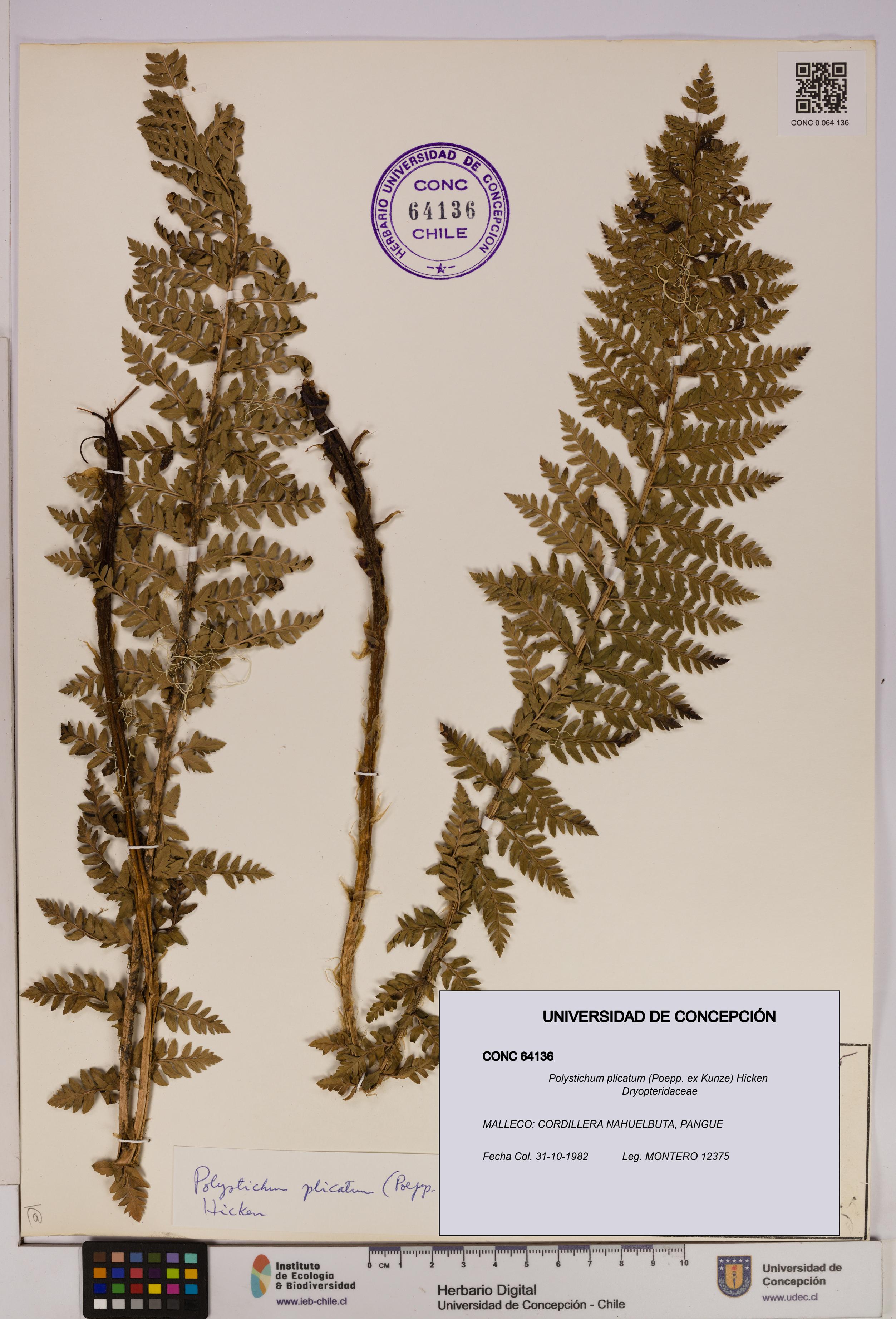 Polystichum plicatum [Espécimen: UDEC:CONC:0064136]