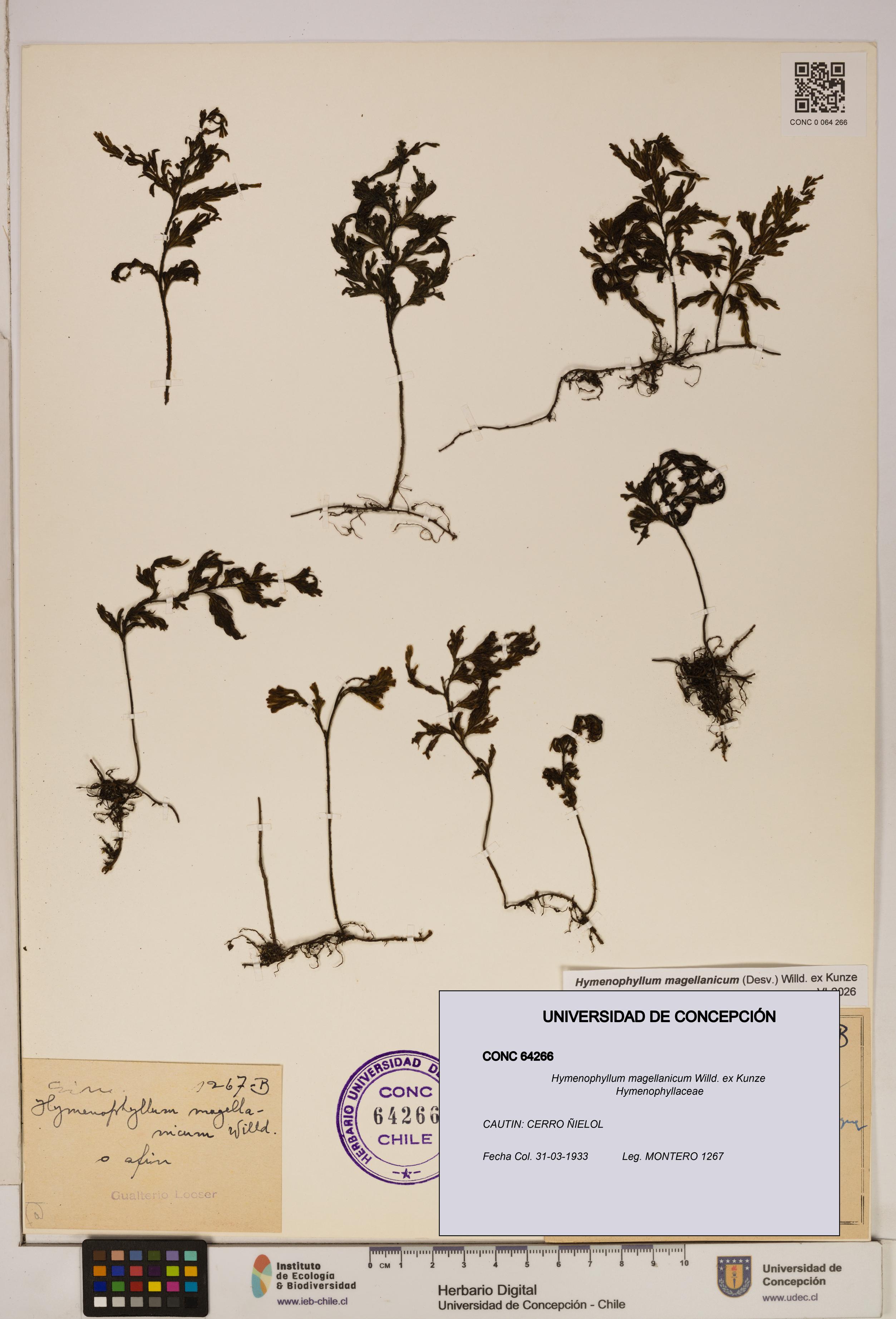 Hymenophyllum magellanicum [Espécimen: ]